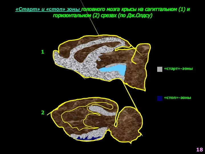 «Старт» и «стоп» зоны головного мозга крысы на сагиттальном (1) и горизонтальном