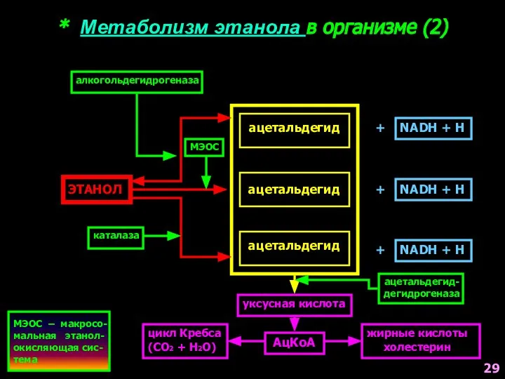* Метаболизм этанола в организме (2) ЭТАНОЛ ацетальдегид ацетальдегид ацетальдегид алкогольдегидрогеназа +