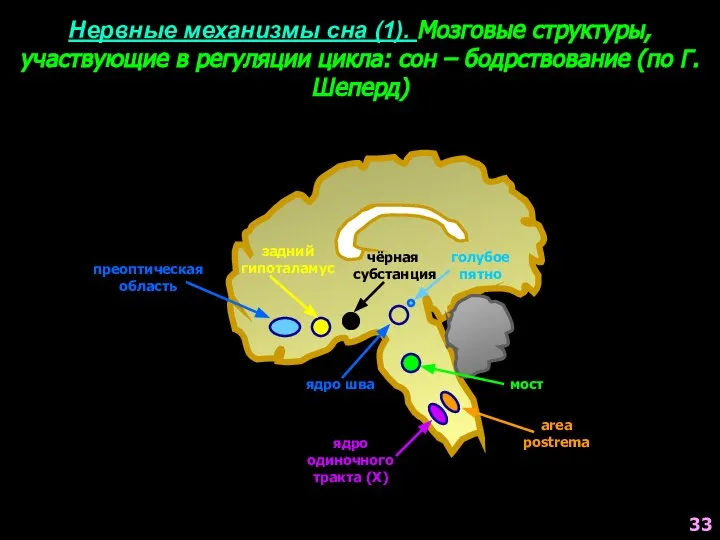 Нервные механизмы сна (1). Мозговые структуры, участвующие в регуляции цикла: сон –