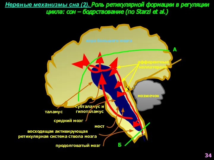 Нервные механизмы сна (2). Роль ретикулярной формации в регуляции цикла: сон –
