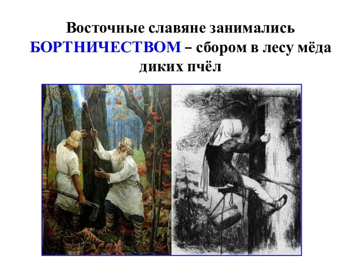 Восточные славяне занимались БОРТНИЧЕСТВОМ – сбором в лесу мёда диких пчёл