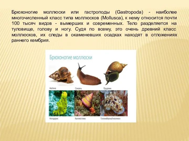 Брюхоногие моллюски или гастроподы (Gastropoda) - наиболее многочисленный класс типа моллюсков (Mollusca),