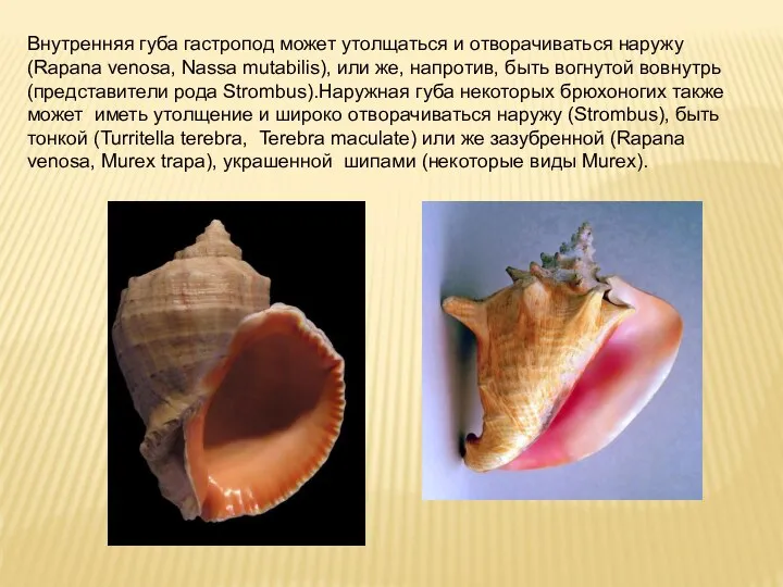 Внутренняя губа гастропод может утолщаться и отворачиваться наружу (Rapana venosa, Nassa mutabilis),