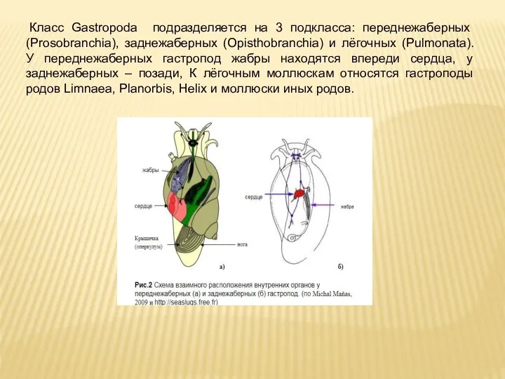 Класс Gastropoda подразделяется на 3 подкласса: переднежаберных (Prosobranchia), заднежаберных (Opisthobranchia) и лёгочных