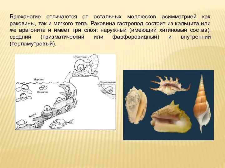 Брюхоногие отличаются от остальных моллюсков асимметрией как раковины, так и мягкого тела.