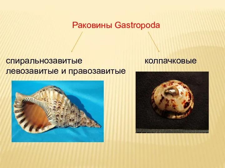 Раковины Gastropoda спиральнозавитые левозавитые и правозавитые колпачковые