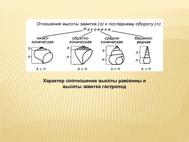 Характер соотношение высоты раковины и высоты завитка гастропод