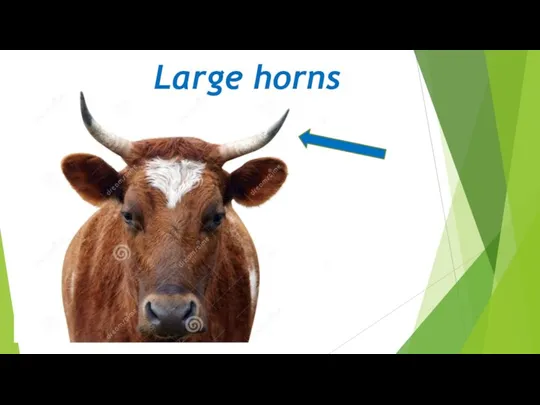 Lar Large horns