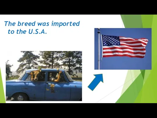 The breed was imported to the U.S.A.