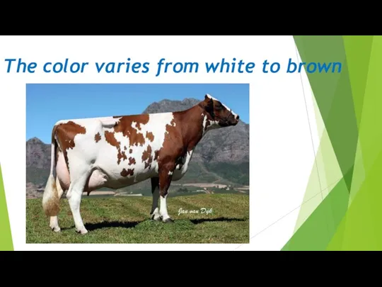 The color varies from white to brown