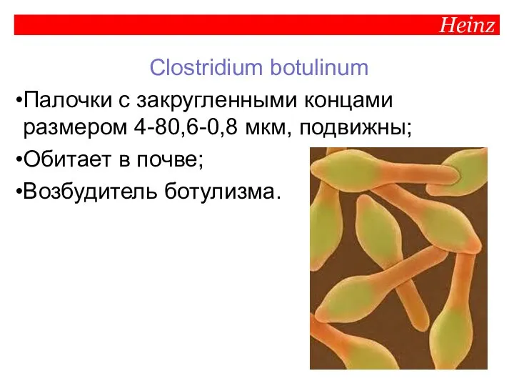 Heinz Clostridium botulinum Палочки с закругленными концами размером 4-80,6-0,8 мкм, подвижны; Обитает в почве; Возбудитель ботулизма.