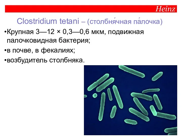 Heinz Clostridium tetani – (столбня́чная па́лочка) Крупная 3—12 × 0,3—0,6 мкм, подвижная