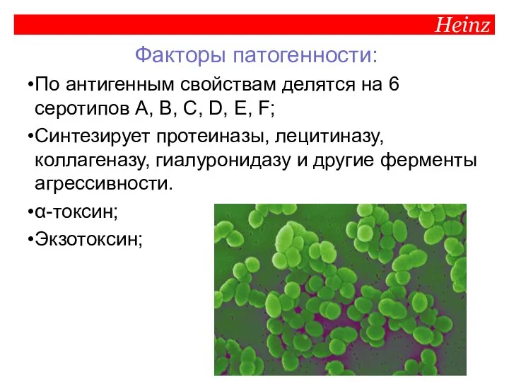 Heinz Факторы патогенности: По антигенным свойствам делятся на 6 серотипов А, В,