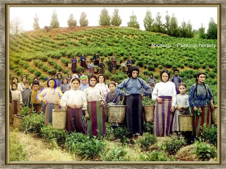 Abchazja – Plantacja herbaty