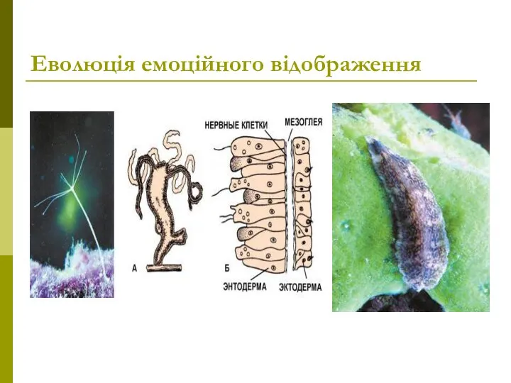 Еволюція емоційного відображення