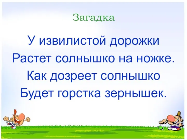 Загадка У извилистой дорожки Растет солнышко на ножке. Как дозреет солнышко Будет горстка зернышек.