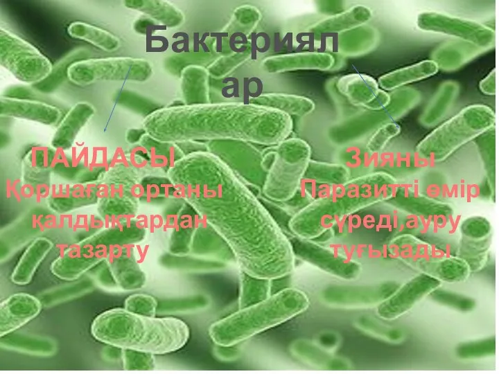 Бактериялар ПАЙДАСЫ Қоршаған ортаны қалдықтардан тазарту Зияны Паразитті өмір сүреді,ауру туғызады