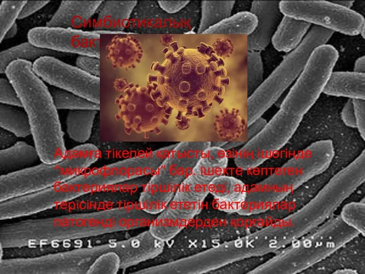 Симбиотикалық бактериялар Адамға тiкелей қатысты, өзiнiң iшегiнде “микрофлорасы” бар. Iшекте көптеген бактериялар
