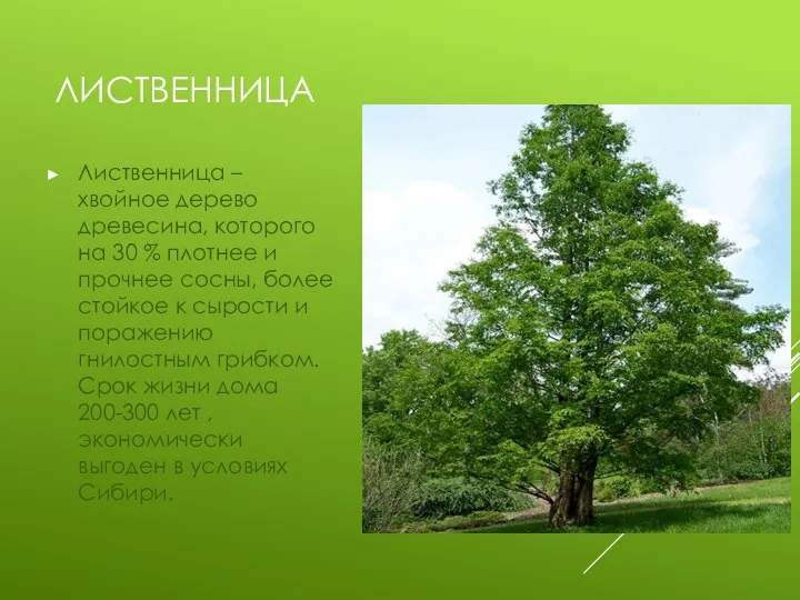 ЛИСТВЕННИЦА Лиственница – хвойное дерево древесина, которого на 30 % плотнее и