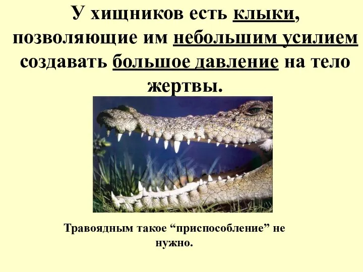 У хищников есть клыки, позволяющие им небольшим усилием создавать большое давление на