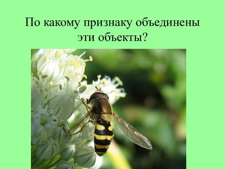 По какому признаку объединены эти объекты?