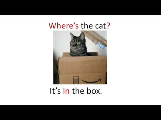 Where’s the cat? It’s in the box.