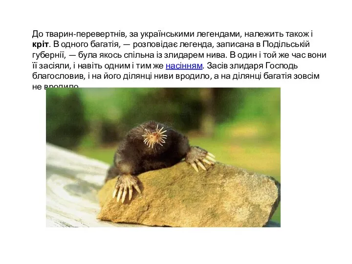 До тварин-перевертнів, за українськими легендами, належить також і кріт. В одного багатія,