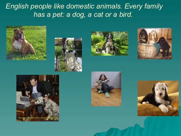 English people like domestic animals. Every family has a pet: a dog,