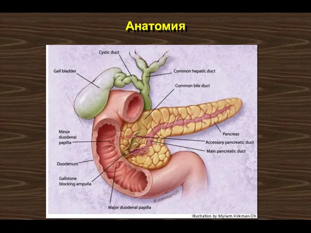 Анатомия