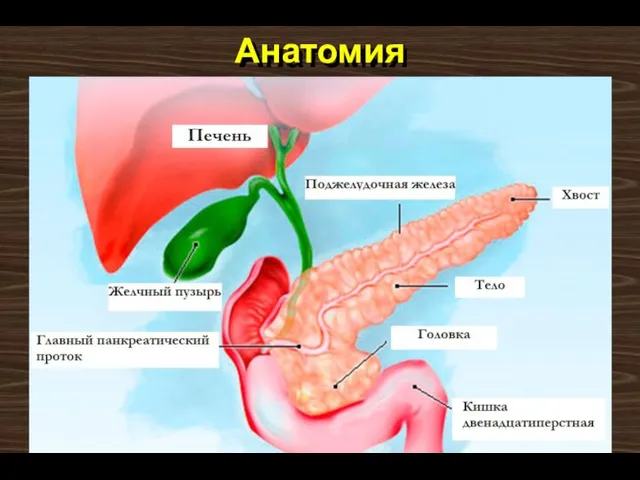 Анатомия