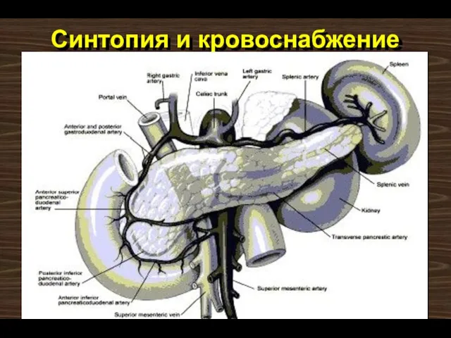 Синтопия и кровоснабжение