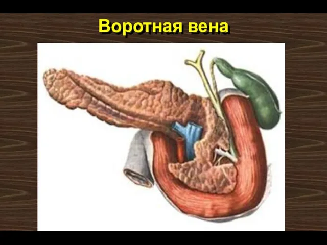 Воротная вена