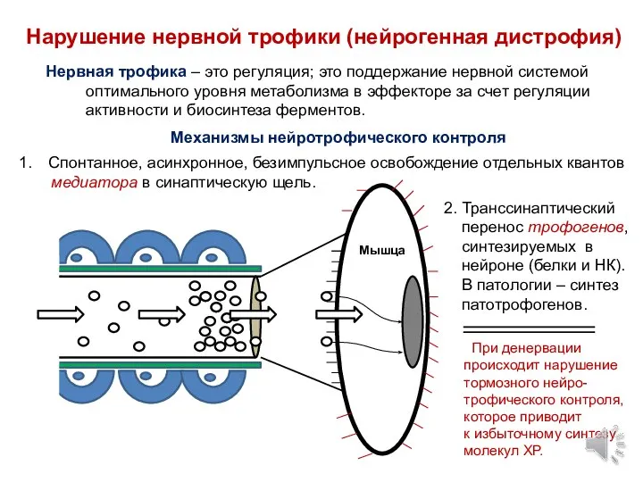 Нарушение нервной трофики (нейрогенная дистрофия) Мышца Нервная трофика – это регуляция; это