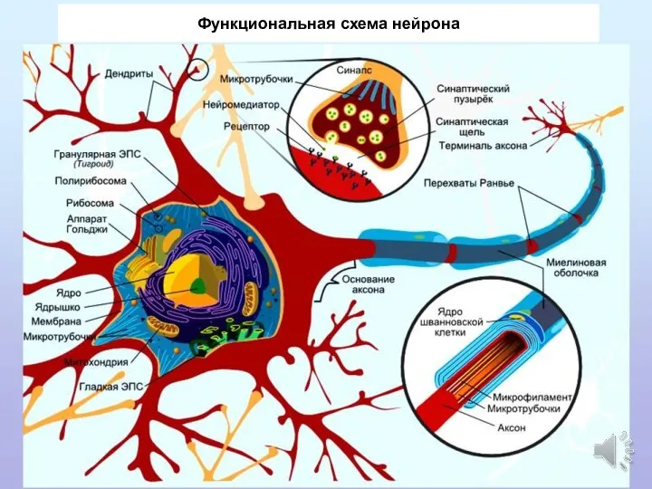 Функциональная схема нейрона