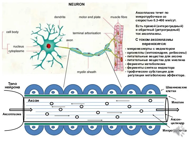 Тело нейрона Аксон- цилиндр Миелин Шванновские клетки Аксоплазма С током аксоплазмы переносятся: