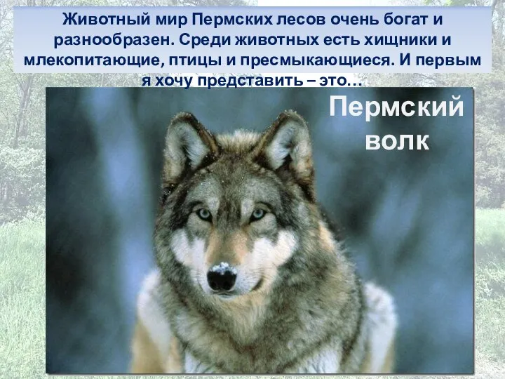 Пермский волк Животный мир Пермских лесов очень богат и разнообразен. Среди животных