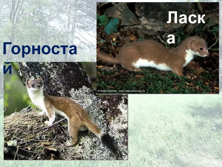 Горностай Ласка