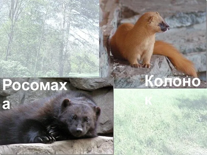 Росомаха Колонок