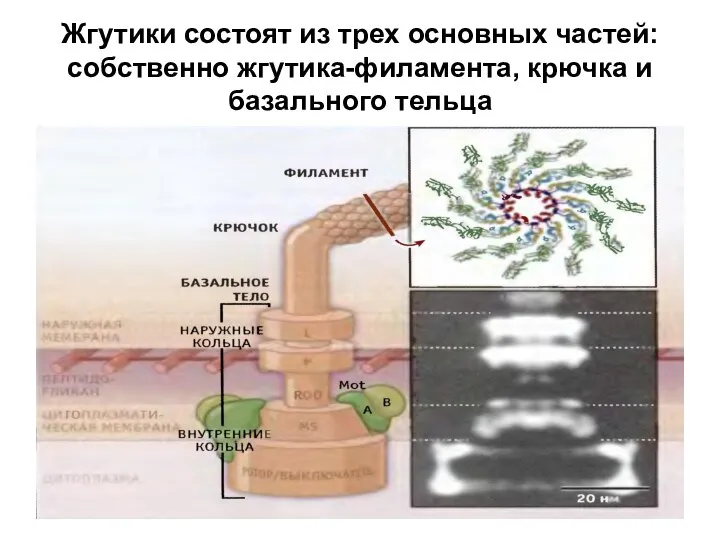 Жгутики состоят из трех основных частей: собственно жгутика-филамента, крючка и базального тельца