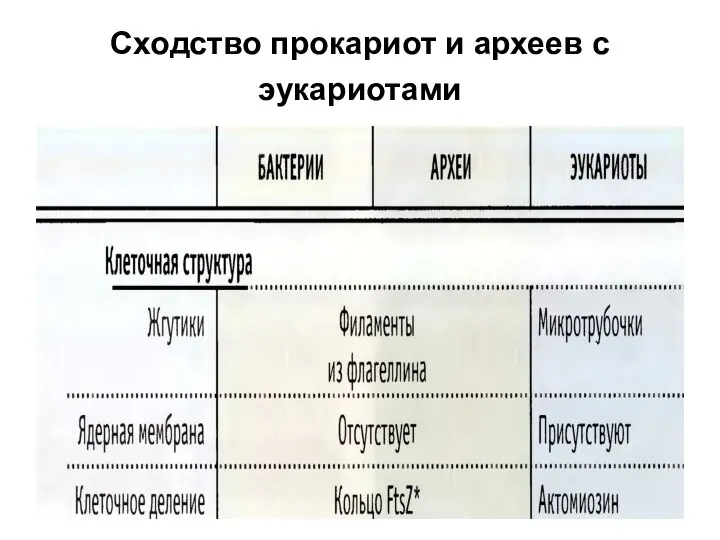 Сходство прокариот и археев с эукариотами