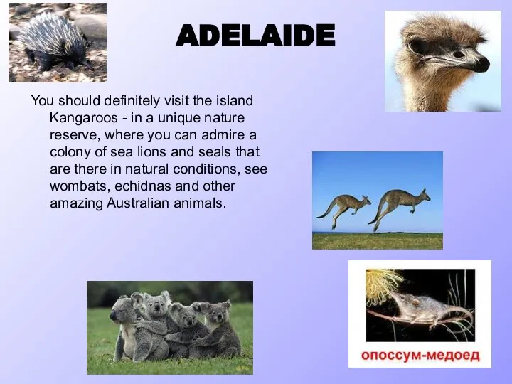 ADELAIDE You should definitely visit the island Kangaroos - in a unique