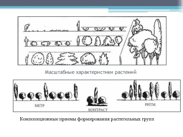 Масштабные характеристики растений Композиционные приемы формирования растительных групп