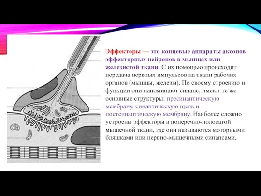 Эффекторы — это концевые аппараты аксонов эффекторных нейронов в мышцах или железистой