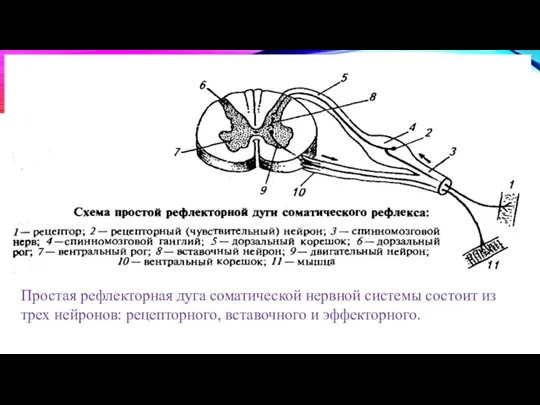 Простая рефлекторная дуга соматической нервной системы состоит из трех нейронов: рецепторного, вставочного и эффекторного.