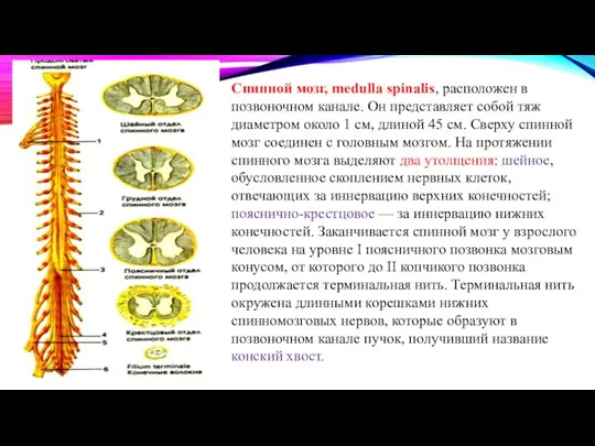 Спинной мозг, medulla spinalis, расположен в позвоночном канале. Он представляет собой тяж