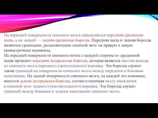 На передней поверхности спинного мозга определяется передняя срединная щель, а на задней