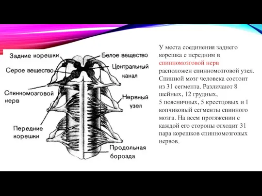 У места соединения заднего корешка с передним в спинномозговой нерв расположен спинномозговой