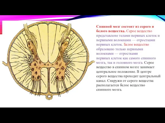 Спинной мозг состоит из серого и белого вещества. Серое вещество представлено телами