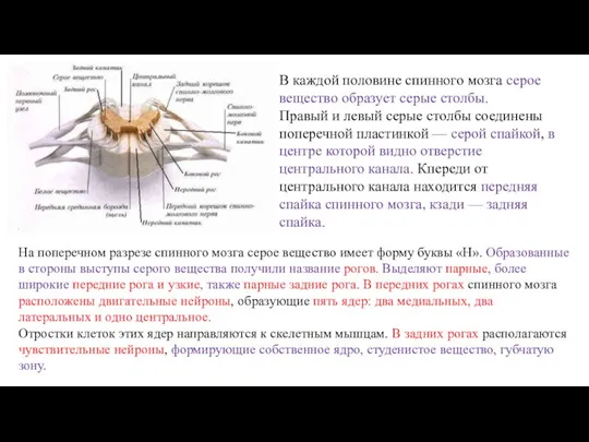 В каждой половине спинного мозга серое вещество образует серые столбы. Правый и