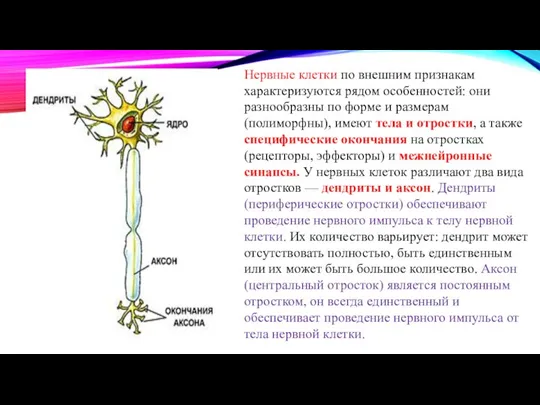 Нервные клетки по внешним признакам характеризуются рядом особенностей: они разнообразны по форме